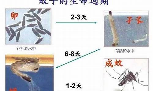 蚊子多指什么生肖_蚊子会出什么生肖