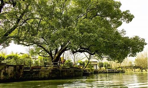 西溪湿地旅游攻略_西溪湿地游玩攻略