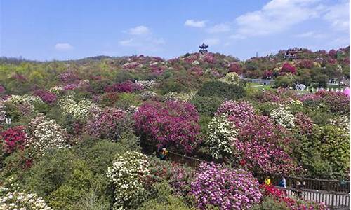 贵州毕节百里杜鹃旅游攻略_贵州毕节百里杜鹃旅游攻略杜鹃花