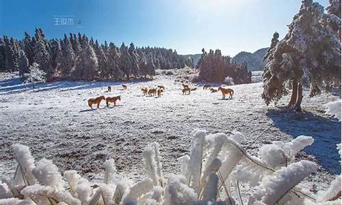 重庆旅游攻略来了冬天住哪里比较好_重庆冬天适合去哪里旅游