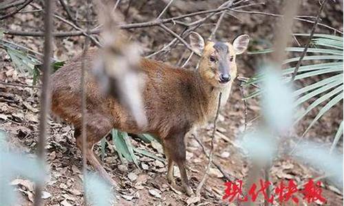 野外天仙是什么动物生肖_野外天仙是什么动物生肖呢