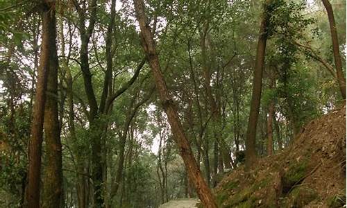 铁山坪玉峰山森林公园,铁山坪玉峰山攻略