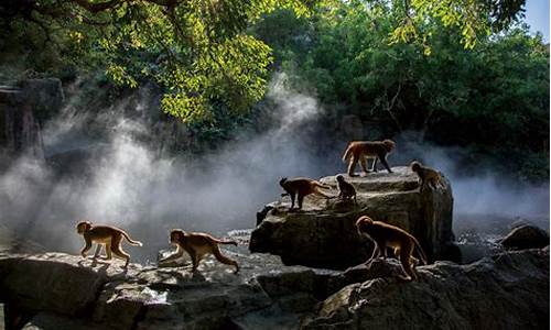 陵水南湾猴岛-陵水南湾猴岛门票价格