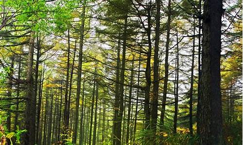 雾灵山森林公园植物,雾灵山景区怎么样