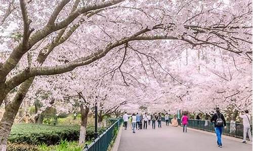 青岛中山公园樱花开没开_青岛中山公园的樱花几月份开花