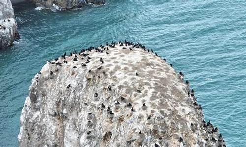 青海湖鸟岛_青海湖鸟岛现在对外开放吗