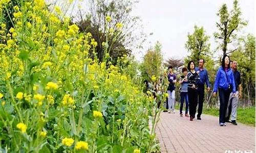 顺峰山公园油菜花_顺峰山公园油菜花开了吗