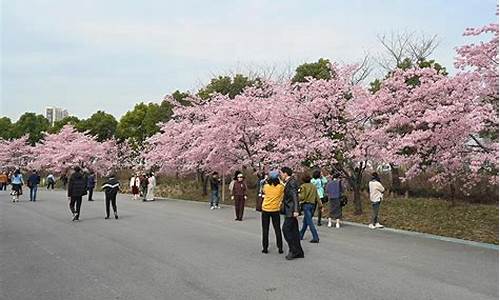 顾村公园樱花2021要预约吗_顾村公园樱花节体验券