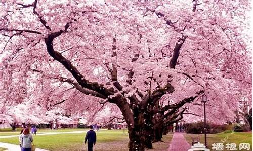 顾村公园樱花节旅游攻略,顾村公园樱花节门票预约