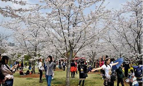 顾村公园赏樱花要预约吗_顾村公园樱花节老年人免票吗