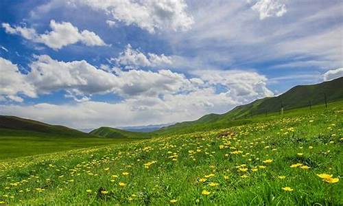 风吹草地打一成语_风吹草地打一生肖