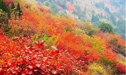 香山红叶节_香山红叶节宣传语