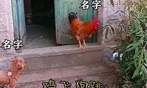 鸡飞狗跳打一个最佳生肖_鸡飞狗跳打一生肖动物叫什么寓意