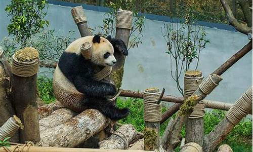 黔灵山公园熊猫什么时候来的_黔灵山公园熊猫