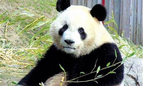 黔灵山公园熊猫叫什么名字_黔灵山公园熊猫叫什么名字来着