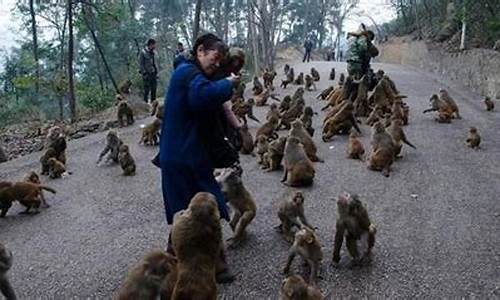 黔灵山公园猴子伤人_黔灵山公园猴子伤人视频