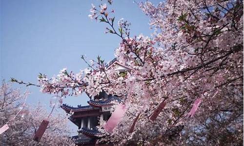 鼋头渚公园樱花花期_鼋头渚 樱花花期