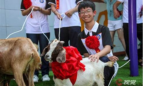 龙虎争当领头羊打生肖_龙虎争雄是什么意思