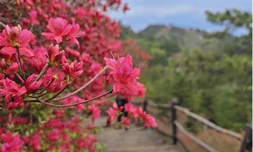 龟山公园杜鹃花海_龟山公园杜鹃花海图片