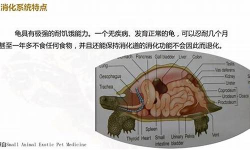 乌龟电脑游戏_龟龟使用电脑系统